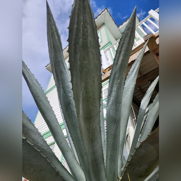 Meet your Posher - Picture 2 of 2